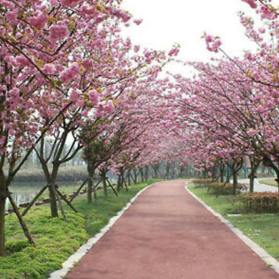 ซากุระต้น (Sakura) ชมพู / 20 เม็ด