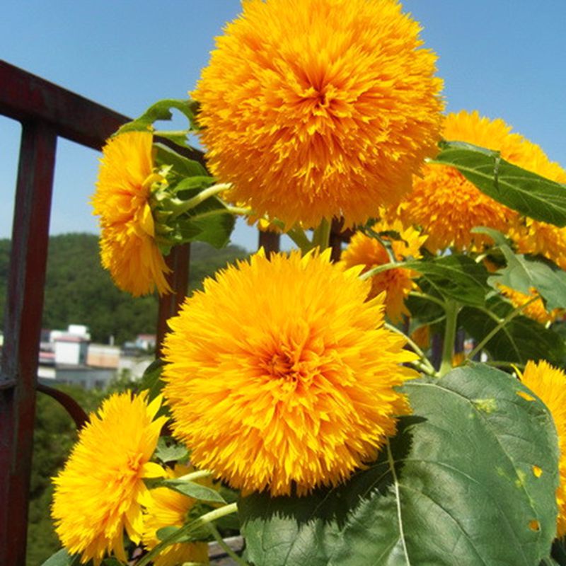 ทานตะวันดอกซ้อน (Double sunflower) / ซอง 20 เม็ด (A298)