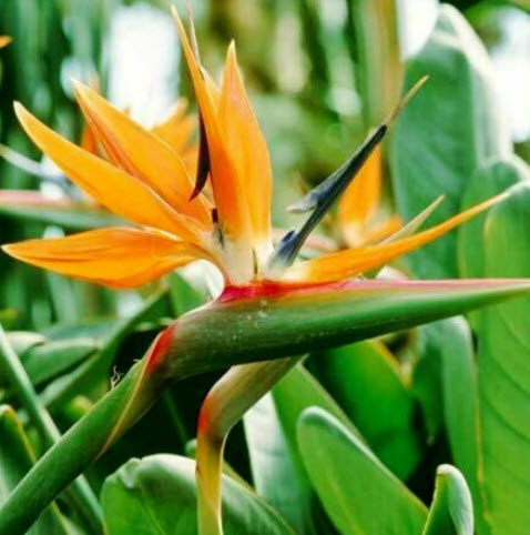 ปักษาสวรรค์ (Bird of Paradise) คละ / 10 เม็ด (China)