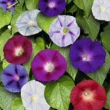 มอนิ่ง กลอรี่ (Morning glory) คละสี / 25 เม็ด (USA)