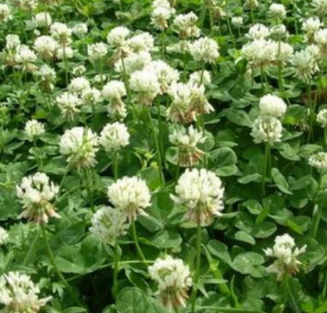 โคลเวอร์ ไวท์ ดัทช์ (Clover- White Dutch) / 500 เม็ด (USA)