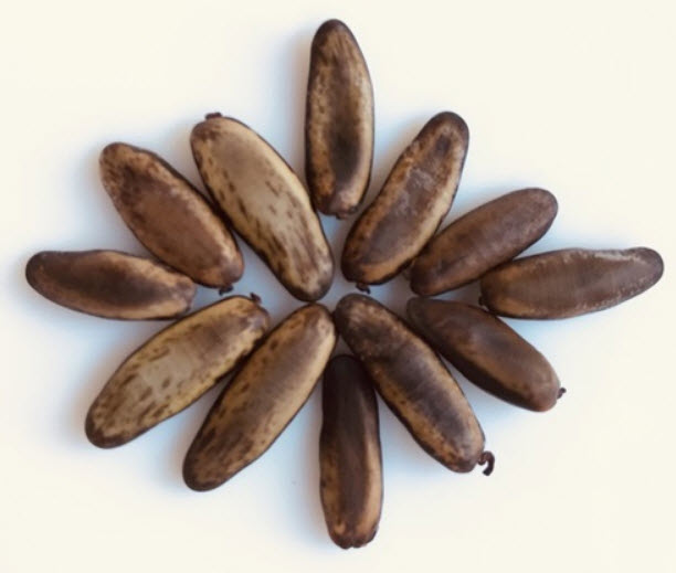 หางนกยูงฝรั่ง ดอกสีทอง หรือเหลืองทอง / 5 เม็ด (P2S)