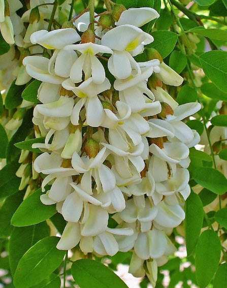 แบล็ค โลคัส (black locust) / 25 เม็ด (Portugal)