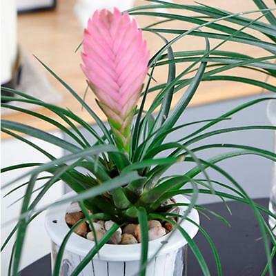 ทิลแลนด์เซีย (Purple Tillandsia) สีม่วง / 20 เม็ด (China)