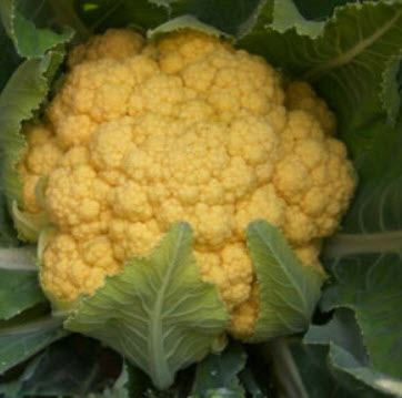 กะหล่ำดอก (Cauliflower) คละสี / 200 เม็ด (China)