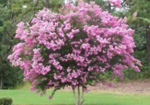 เมล็ดยี่เข่ง สีชมพู / 10 เม็ด (ไทย)