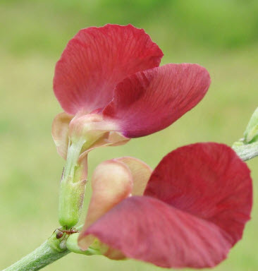 ถั่วผี หรือถั่วกระเป๋า ดอกแดง / 25 เม็ด (หายาก)