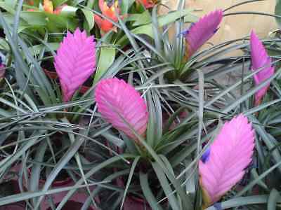 ทิลแลนด์เซีย (Tillandsia Cyanea) สีชมพู / 10 เม็ด