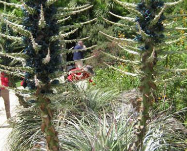 Blue Puya หรือ Turquoise Puya / 5 เม็ด (Spain)