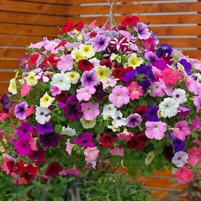 พิทูเนีย (Hanging Petunia) ซ้อน คละ / 200 เม็ด