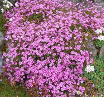ยิปโซ (Gypso - Baby's Breath) คละ / 2,000 เม็ด (UK)