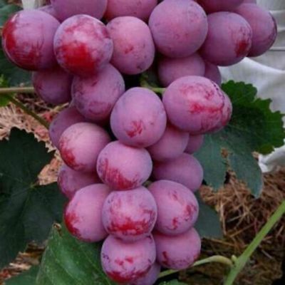 องุ่น เรด โกลบ (Red Globe Grape) / 25 เม็ด (นอก)