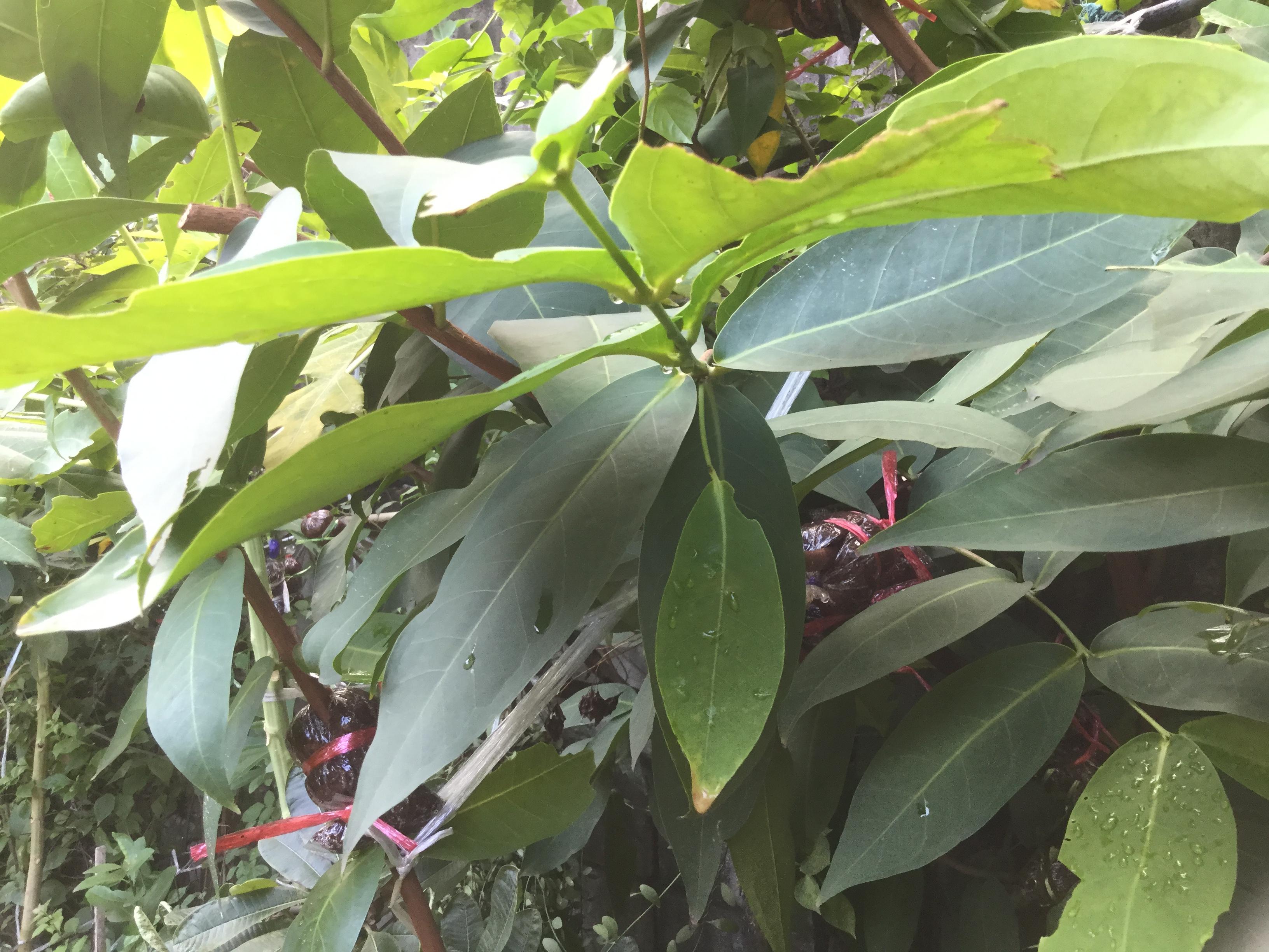 ต้นชมพู่หวานอินโด สูง 35-50 ซ.ม.