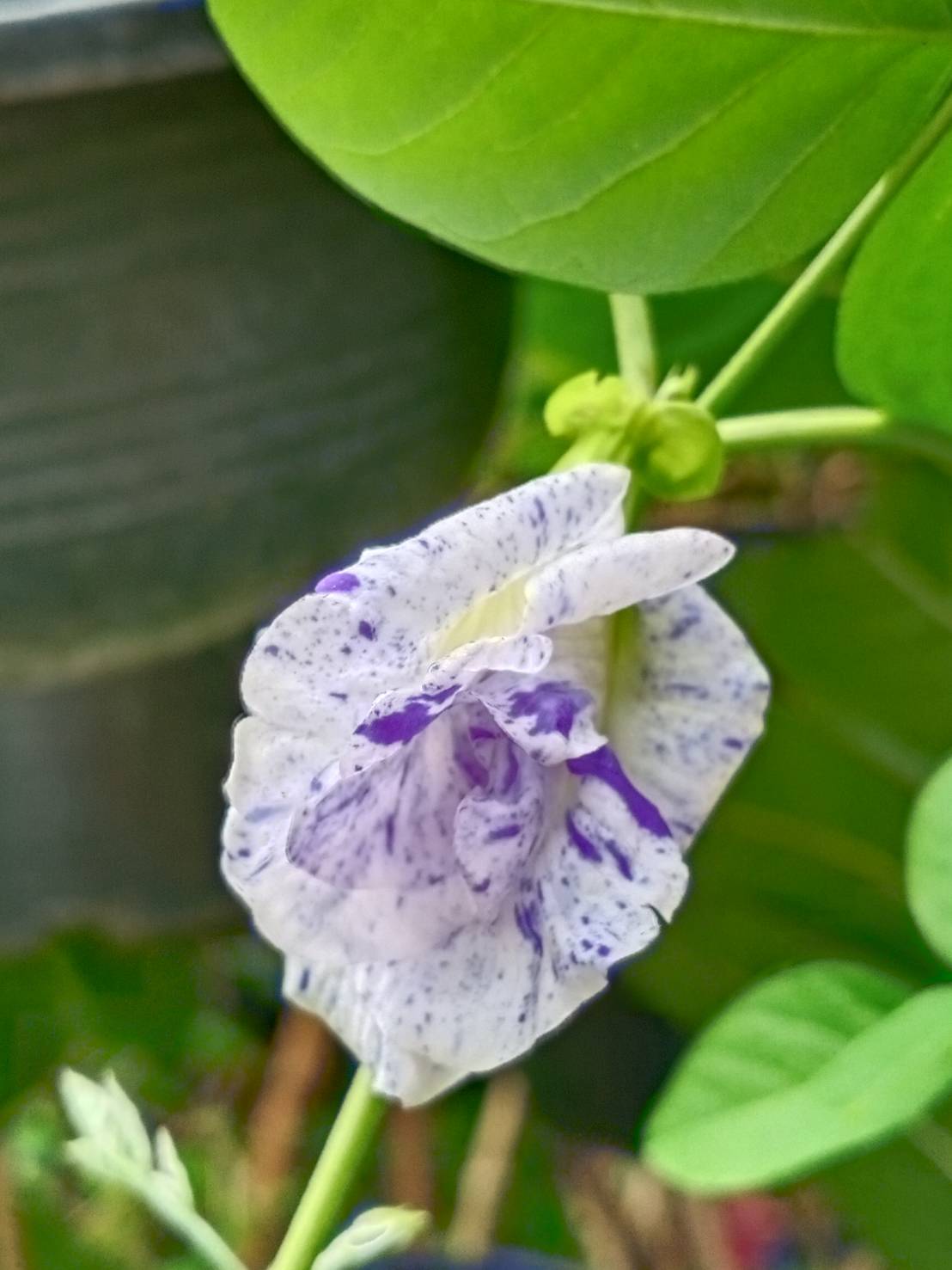 ต้นอัญชัน ดอกด่าง กระถาง 6 นิ้ว สวยมาก มีต้นพร้อมส่ง