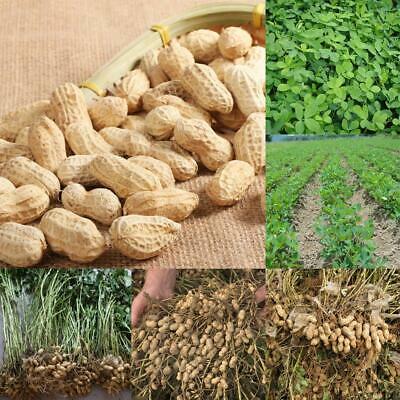 ถั่วลิสง (Groundnut Peanut) / 20 เม็ด (นอก)