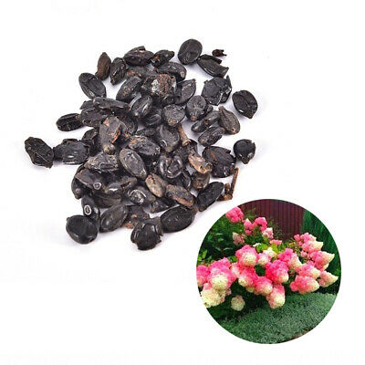 ไฮเดรนเยีย (Hydrangea) สตรอเบอรี่ / 20 เม็ด