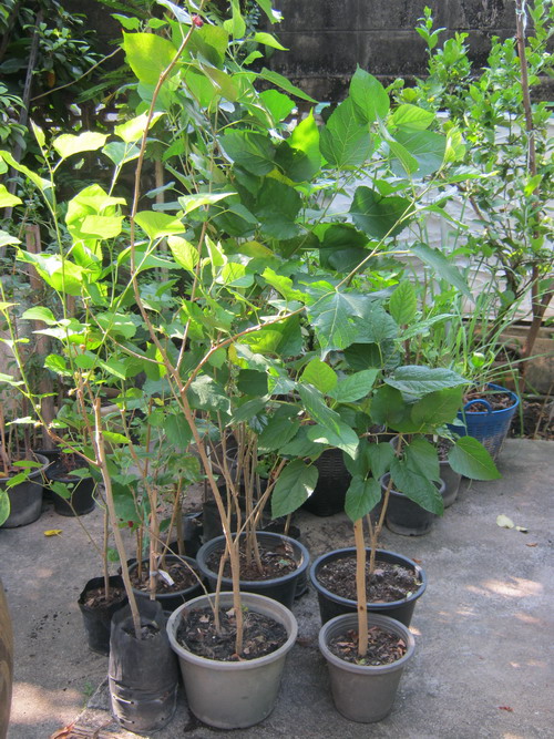 ต้นหม่อน (Mulberry) ถุงดำ สูง 40-60 ซ.ม. / ต้น