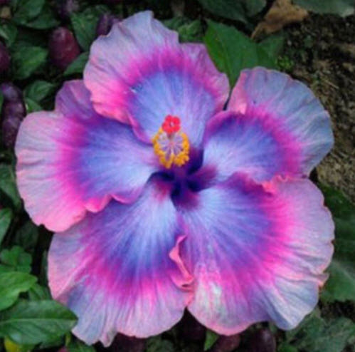 ชบาดอกยักษ์ คละโทนสีฟ้า-ชมพู / 100 เม็ด