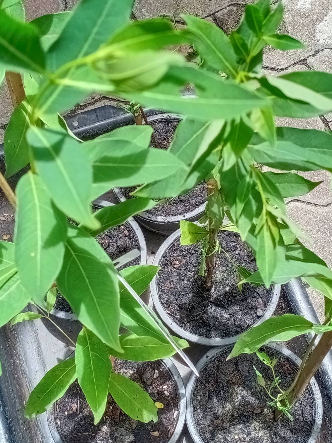 ต้นยูคาลิปตัสสีรุ้ง ยูคาสีรุ้ง สูง 70-100 ซ.ม. เพาะเมล็ดนำเข้า