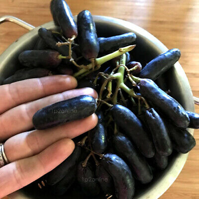 องุ่นมนต์ดำ (Moon Drop Grape) / 10 เม็ด (Australia)