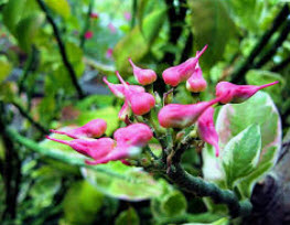 ต้นนกน้อยนำโชค ใบด่าง สูง 20-30 ซ.ม. / ต้น