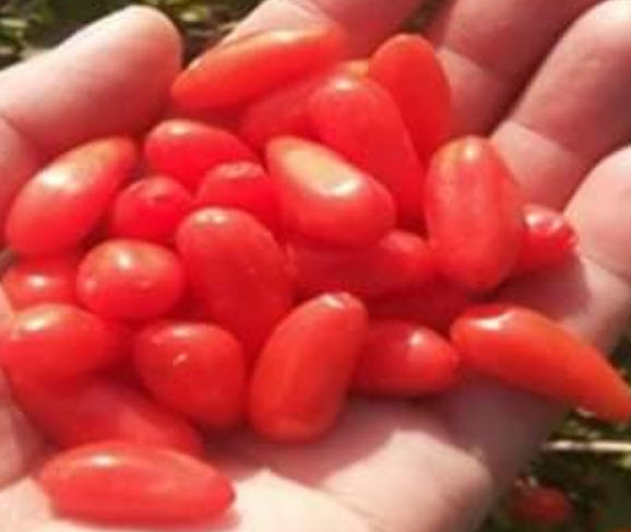 ต้น โกจิเบอรี่ เก๋ากี้ พันธุ์ใบยาว อายุต้น 2 ปี สูง 30-60 ซ.ม ลูกใหญ่ ต้นไม้นำเข้า