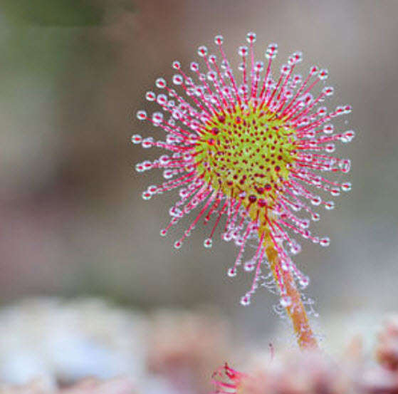หญ้าไฟตะกาด (Shield Sundew / Drosera Peltata) / 100 เม็ด