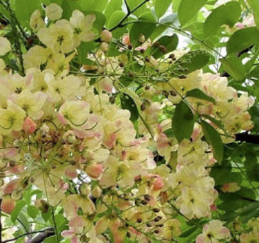 คูนสายรุ้ง ราชพฤกษ์ (Rainbow shower tree) / 20 เม็ด