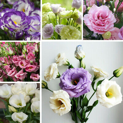 ไลซิแอนธัส (Lisianthus) คละ / 200 เม็ด (Russia)