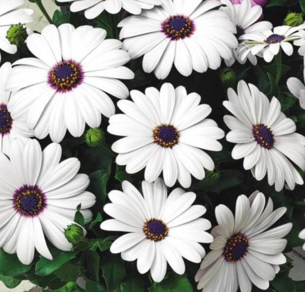 อัฟริกัน เดซี อะกิล่า (African Daisy - Akila) สีขาว / 0.2 กรัม (Lithuania)