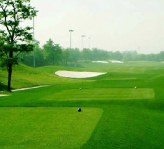 หญ้าสนามหญ้า สีเขียว / 10,000 เม็ด (นอก)