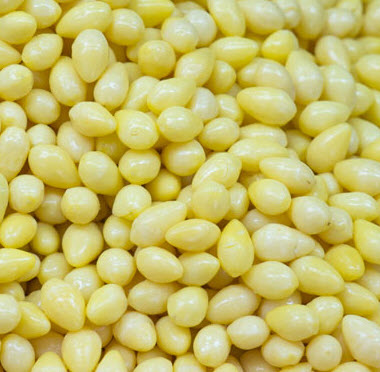 ต้นกล้า แปะก๊วย Ginkgo เพาะเมล็ดจากจีน กระถางสีอิฐ 4 นิ้ว