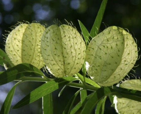 หงส์เหิร หรือ บอลลูน (balloon plant) / 25 เม็ด (Netherlands) *