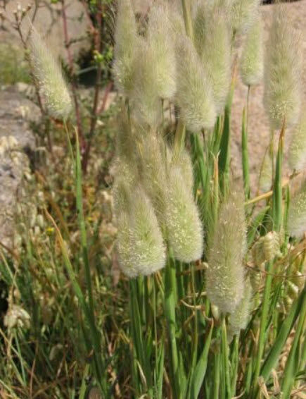 หญ้าหางกระต่าย (Hare's Tail / Bunny Tail) / 600 เม็ด (Spain)