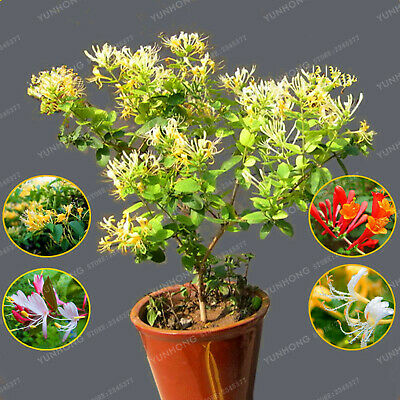 สายน้ำผึ้งบอนไซ (Honeysuckle bonsai) / 50 เม็ด (นอก)