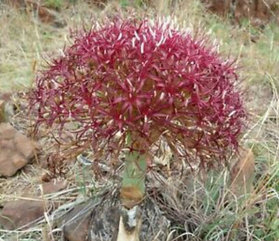 ว่านบูโฟน (Boophone Disticha) / 3 เม็ด (Israel)