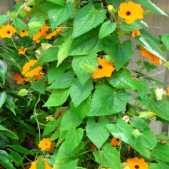 แววตา (Black Eyed Susan) / 20 เม็ด (UK)
