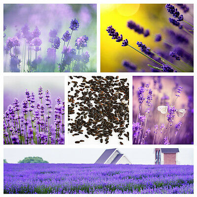 ลาเวนเดอร์อังกฤษ (English Lavender) / 400 เม็ด