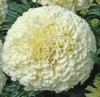 ดาวเรือง สีขาว (White marigold) / 25 เม็ด (นอก)