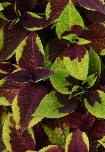 ฤาษีผสม (Coleus - Pineapple Surprise) / 10 เม็ด (UK)
