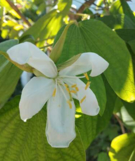 ชงโค ดอกขาว (Bauhinia Purpurea) / 5 เม็ด (Sri Lanka)