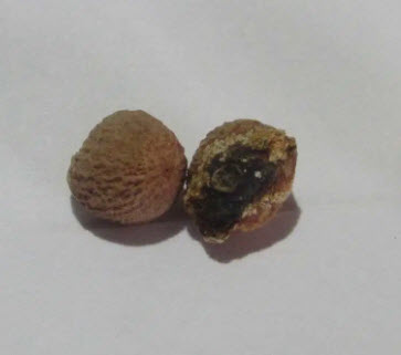 บุก Dragon Arum / Dracunculus vulgaris / 5 เม็ด (Czech)