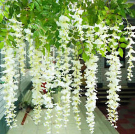 วิสทีเรีย (Wisteria) สีขาว / 10 เม็ด