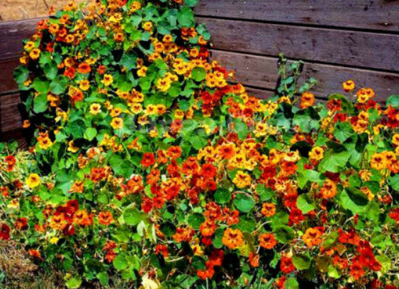 แนสเตอเตียม (Nasturtium - Double Gleam Hybrids) / 100 เม็ด (UK)