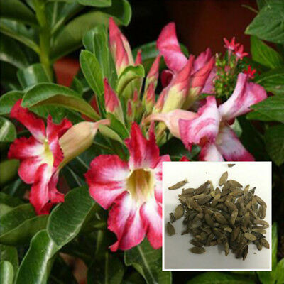 ชวนชม สีขาวขอบแดง / 25 เม็ด (นอก)