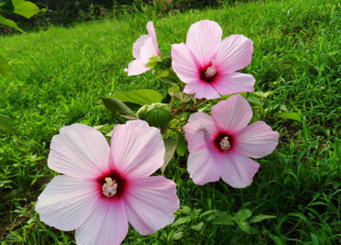 ชบา สีแดง / ซอง 25 เม็ด (A160)