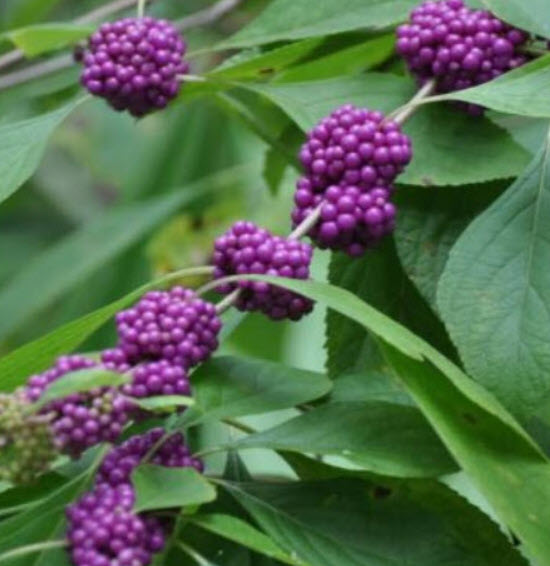 อเมริกัน บิวตี้เบอรี่ (American Beautyberry) สีม่วง / 10 เม็ด (USA)