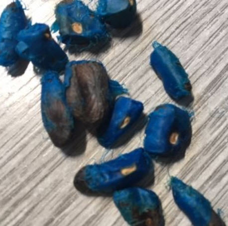 กล้วยพัด (Ravenala madagascariensis) ใบเขียว / 5 เม็ด (UK)