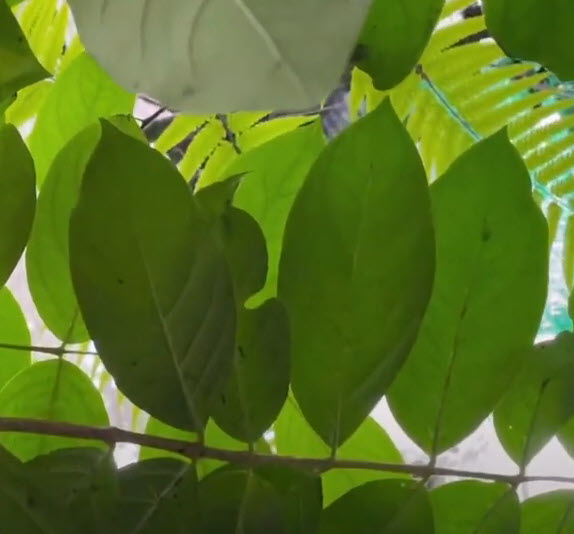 ต้นคิวบาโนล่า Cubanola สูง 20-30 ซ.ม. ไม้ดอกหายาก