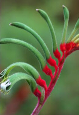 Red & Green Kangaroo Paw / 5 เม็ด (Australia)